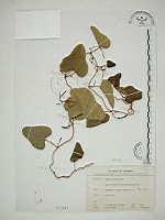 港口馬兜鈴  藏品圖，第1張