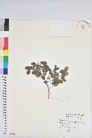 臺灣山漆莖藏品圖，第1張