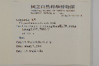 油菊藏品圖，第2張