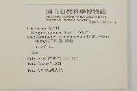 日本衛矛, 大葉黃楊藏品圖，第2張