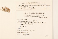 紫背草藏品圖，第2張