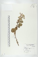 登錄號:S073419藏品圖，第1張