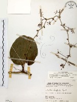 糙莖菝契、疣枝菝契藏品圖，第1張