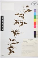 臺灣鐵線蓮藏品圖，第2張