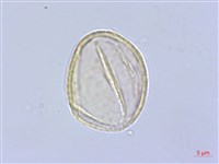 丁座草藏品圖，第1張