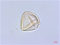 丁座草藏品圖，第2張