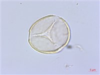 丁座草藏品圖，第3張