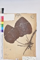 三年桐、光桐藏品圖，第1張