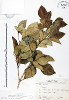 長果月橘藏品圖，第1張