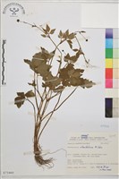 鉤柱毛茛藏品圖，第1張