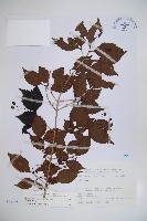 呂宋莢迷藏品圖，第1張