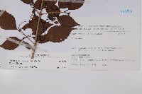 呂宋莢迷藏品圖，第2張