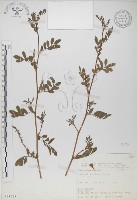 穗花木藍藏品圖，第1張