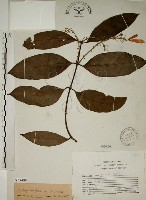 猿尾藤藏品圖，第1張