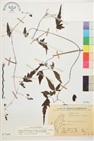 巴氏鐵線蓮藏品圖，第1張