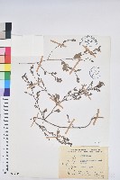 假葉下珠藏品圖，第1張