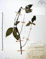 長梗盤花麻藏品圖，第1張