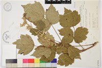 臺灣牡丹藤藏品圖，第1張