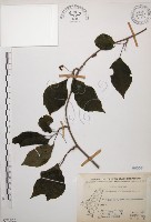 阿里山五味子藏品圖，第1張