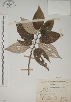 四脈麻藏品圖，第1張