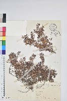 高山白珠樹藏品圖，第1張