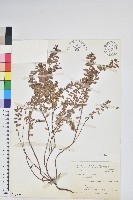 高山白珠樹藏品圖，第1張