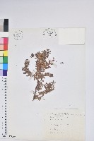 高山白珠樹藏品圖，第1張