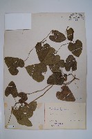 臺灣馬兜鈴、痢藥草藏品圖，第1張