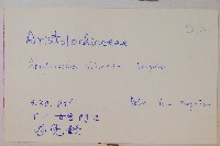 臺灣馬兜鈴、痢藥草藏品圖，第2張