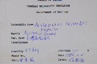 臺灣馬兜鈴、痢藥草藏品圖，第2張