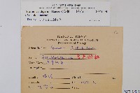 薄葉細辛、尾花細辛藏品圖，第2張