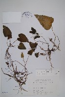 薄葉細辛、尾花細辛藏品圖，第1張