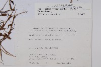 薄葉細辛、尾花細辛藏品圖，第2張