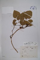 大葉馬兜鈴藏品圖，第1張