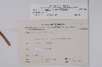 大葉馬兜鈴藏品圖，第2張