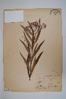 尖尾鳳、馬利筋藏品圖，第1張