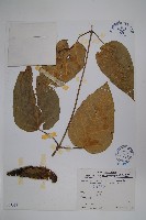 臺灣牛嬭菜藏品圖，第1張