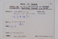 臺灣牛嬭菜藏品圖，第2張