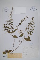 盾果草藏品圖，第1張