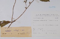 盾果草藏品圖，第2張