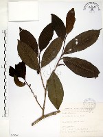 台灣楊桐藏品圖，第1張