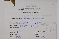 尖尾鳳、馬利筋藏品圖，第2張