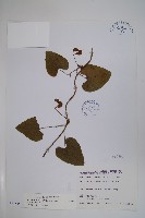 大葉馬兜鈴藏品圖，第1張