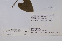 大葉馬兜鈴藏品圖，第2張