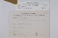 大葉馬兜鈴藏品圖，第2張