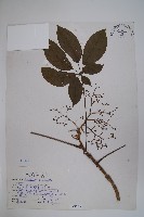 鵝掌柴、江某、鴨腳樹藏品圖，第1張