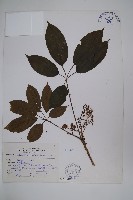 鵝掌柴、江某、鴨腳樹藏品圖，第1張