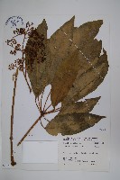 鵝掌柴、江某、鴨腳樹藏品圖，第1張