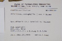 鵝掌柴、江某、鴨腳樹藏品圖，第2張