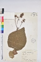 圓葉血桐藏品圖，第1張